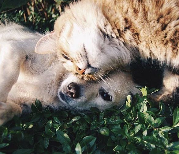 24022020 animali da compagnia