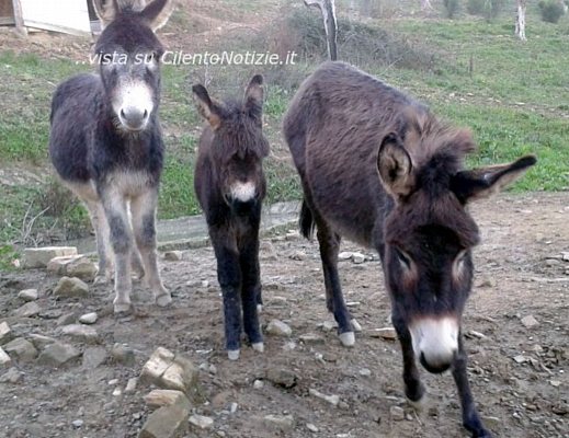 24032013 asini sbranati
