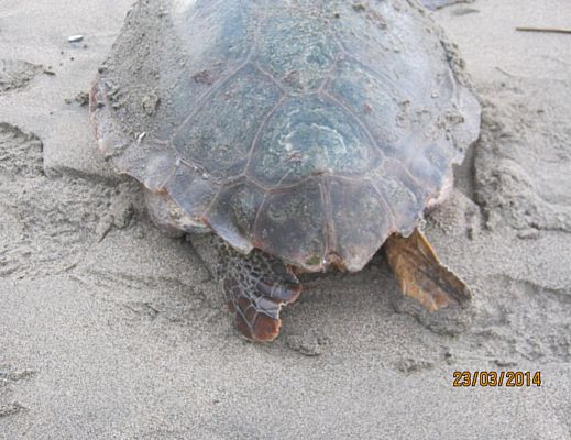 24032014 caretta caretta paestum