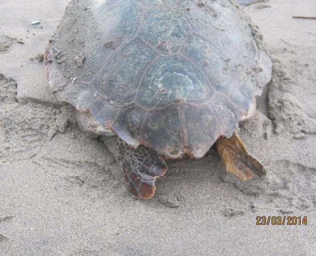 24032014 caretta caretta paestum