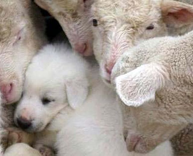 24032015 agnello a pasqua