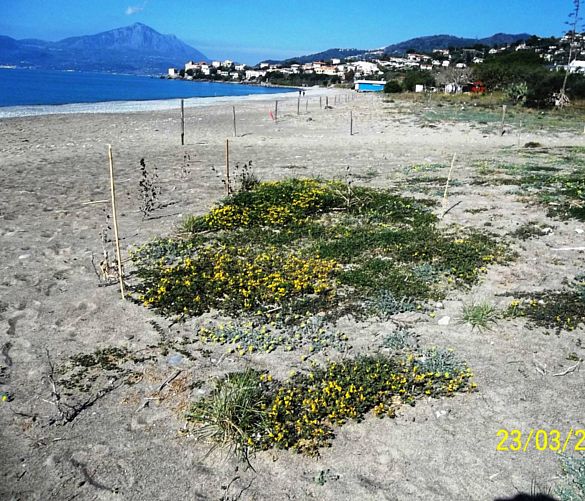 Paolo-Abbate foto - 24032017 piantine di primavera