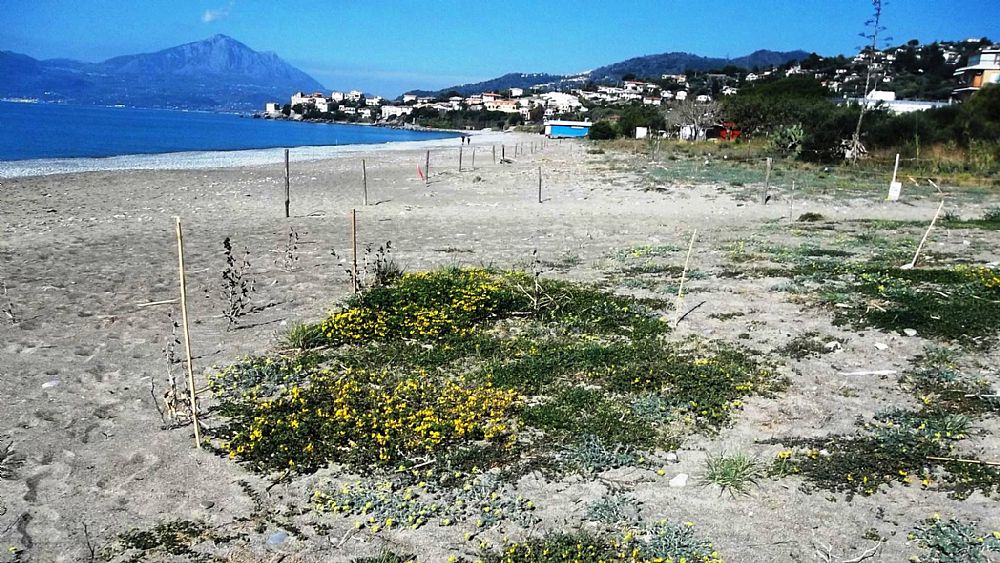 24032017 piantine di primavera 24032017 piantine di primavera