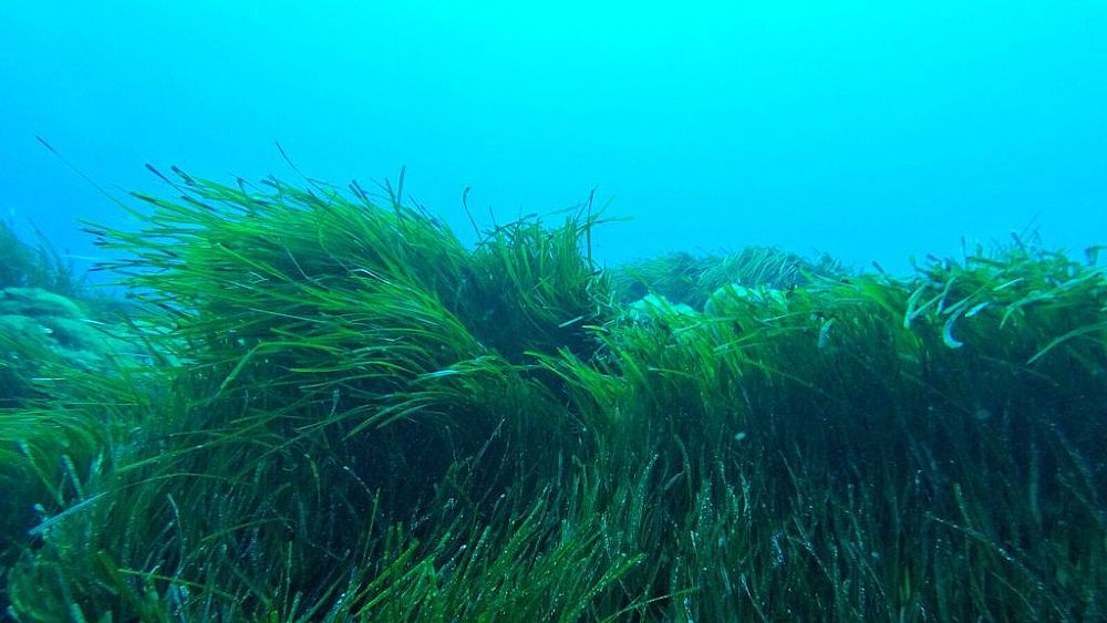 24032021 p oceanica gabriele procaccini 24032021 p oceanica gabriele procaccini