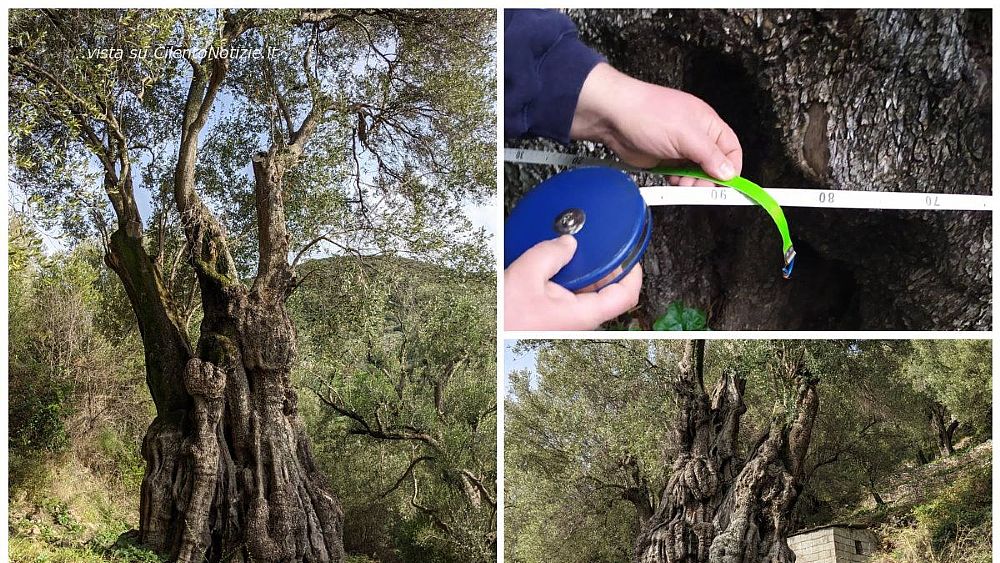 24032022 ulivo secolare pisciotta