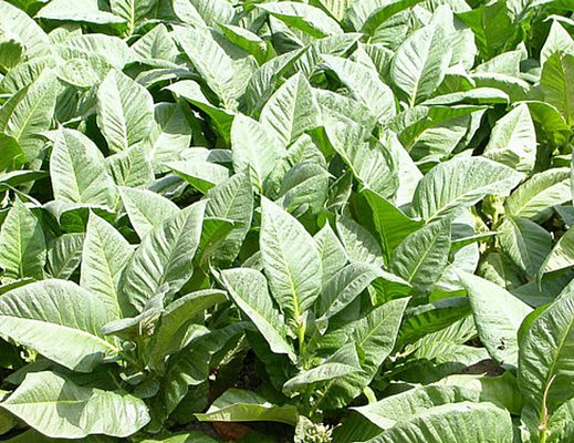 24042013 piantagioni di tabacco