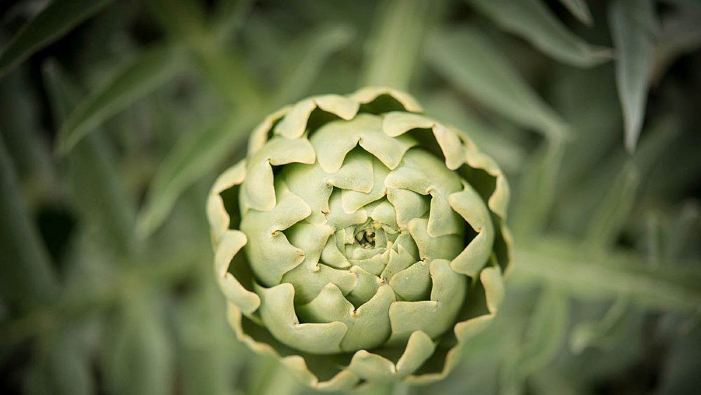24042018 Carciofo bianco del Tanagro light   ph Carlo Cavaliere