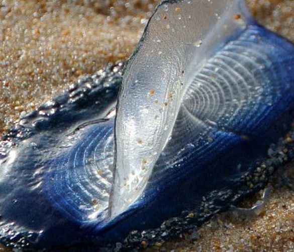 24042018 medusa velella