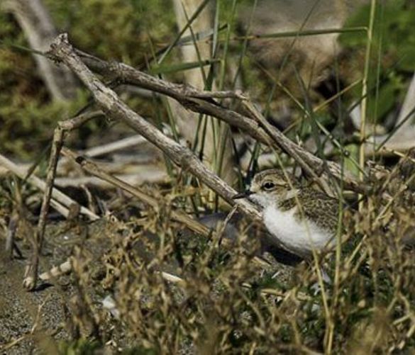 Paolo-Abbate foto - 24042018 uccello fratino