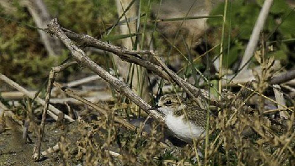24042018 uccello fratino 24042018 uccello fratino