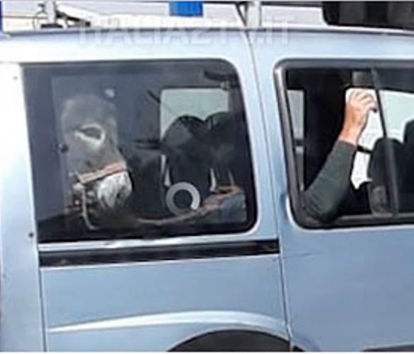 24042019 asino al casello