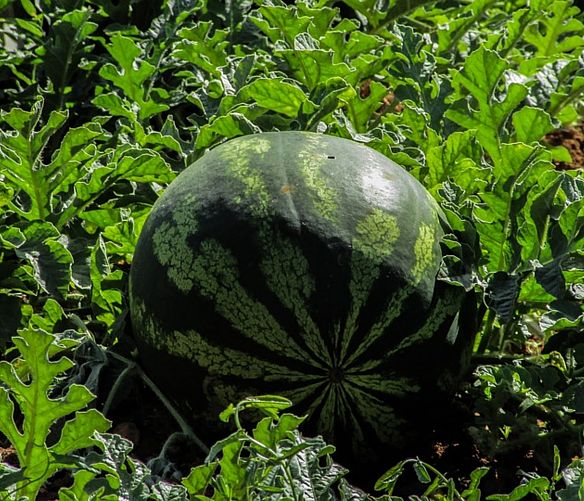24052016 agricoltura anguria