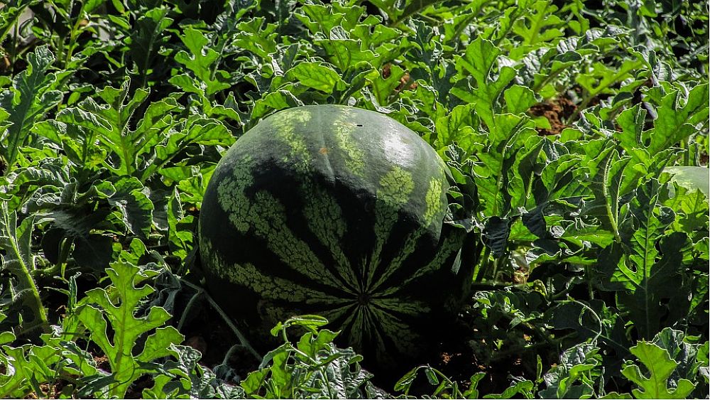 24052016 agricoltura anguria