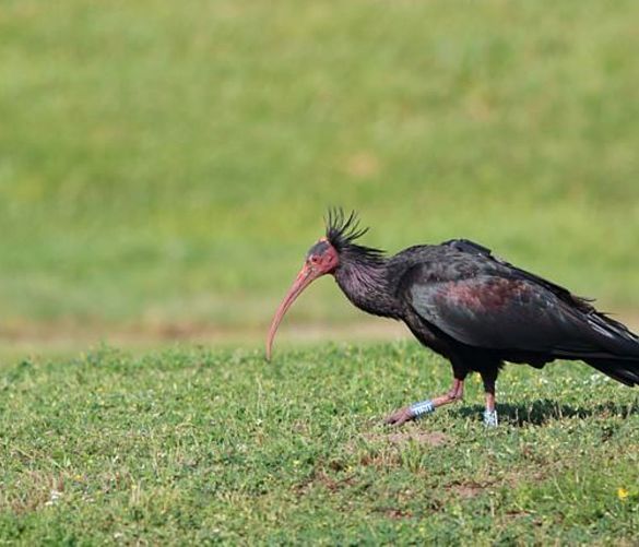 24052018 Ibis Eremita