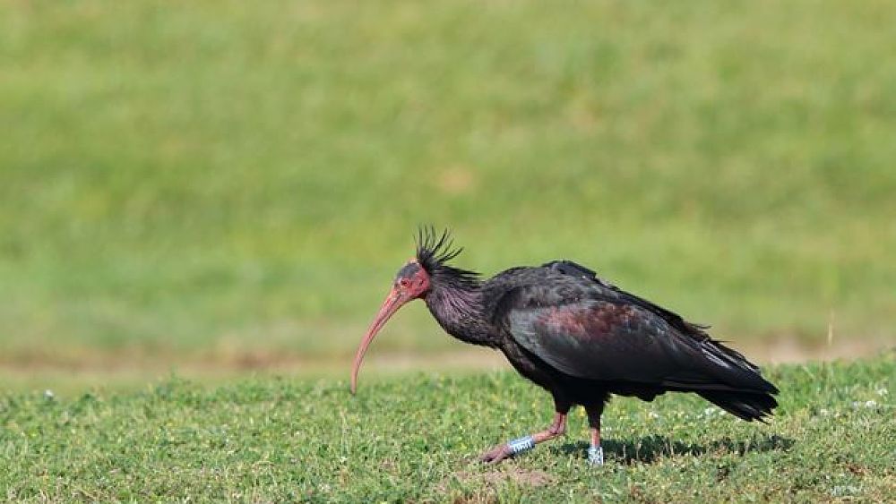 24052018 Ibis Eremita