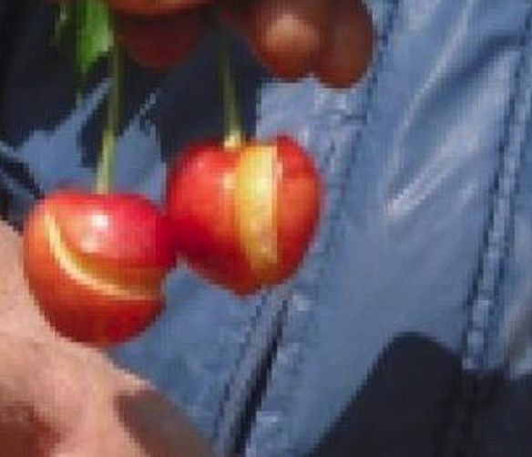 24052019 ciliegie maltempo