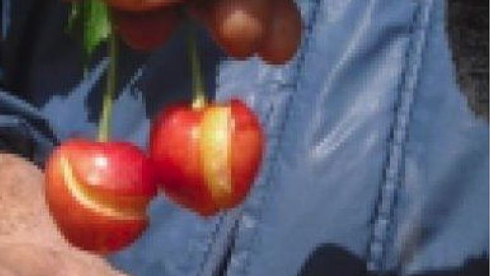 24052019 ciliegie maltempo