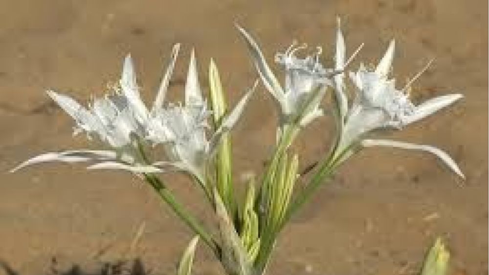 24062018 gigli di mare