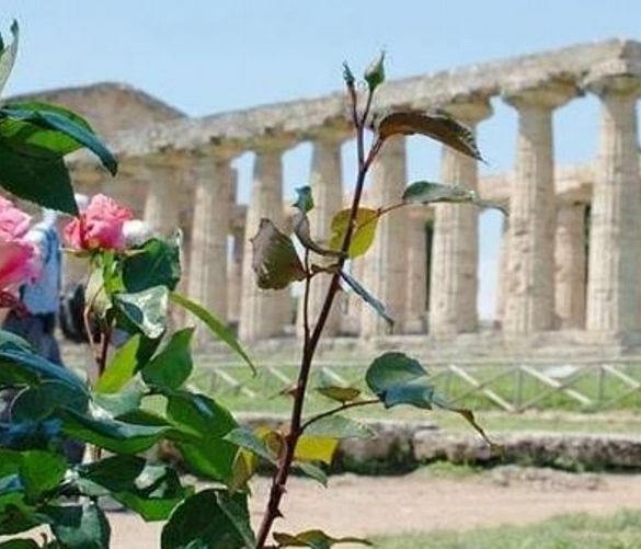 24062019 paestum rosa