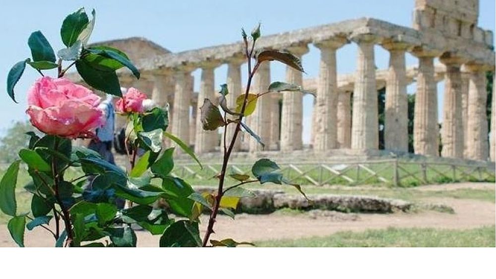 24062019 paestum rosa