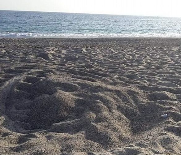 24062019 tartaruga caretta caretta spiaggia