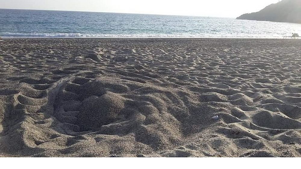 24062019 tartaruga caretta caretta spiaggia 24062019 tartaruga caretta caretta spiaggia