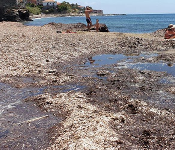 24062020 posidonia spiagge