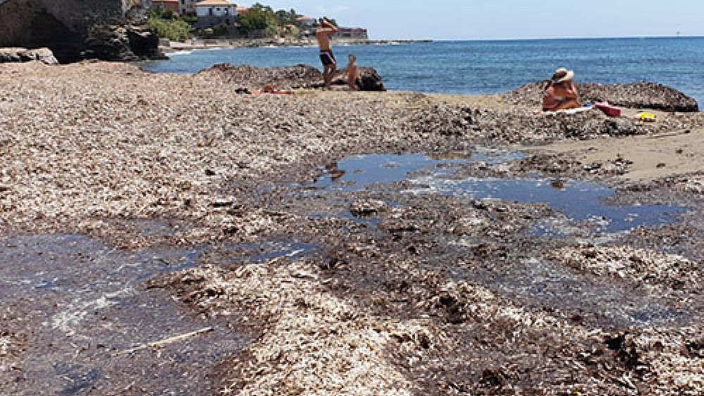24062020 posidonia spiagge 24062020 posidonia spiagge