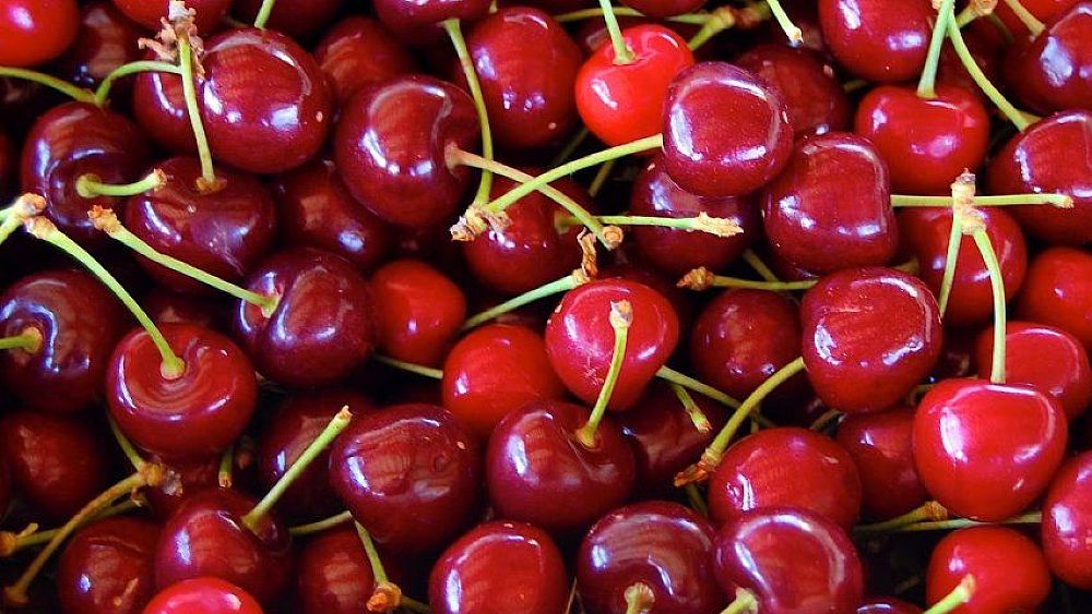 24062023 festa della ciliegia igp 