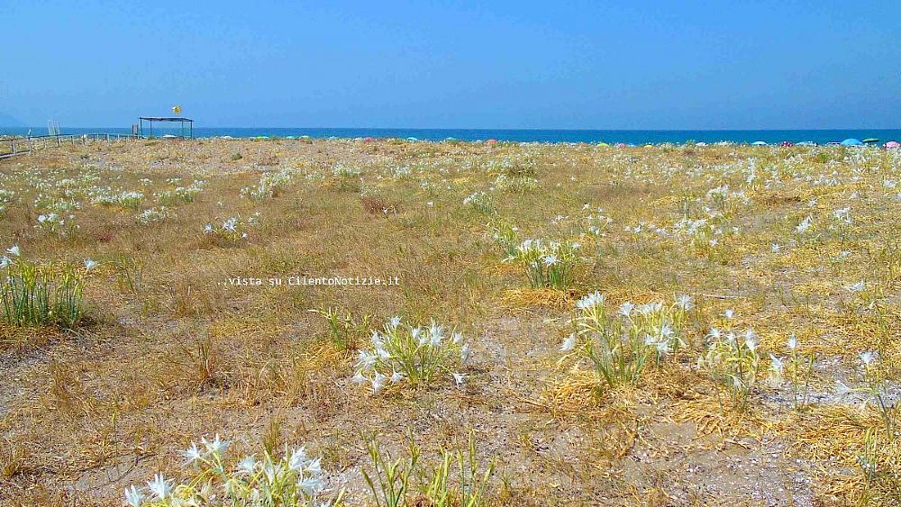 24072018 Oasi dunale Paestum