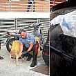 Cronaca foto - 24072018 cane salvato da carabinieri