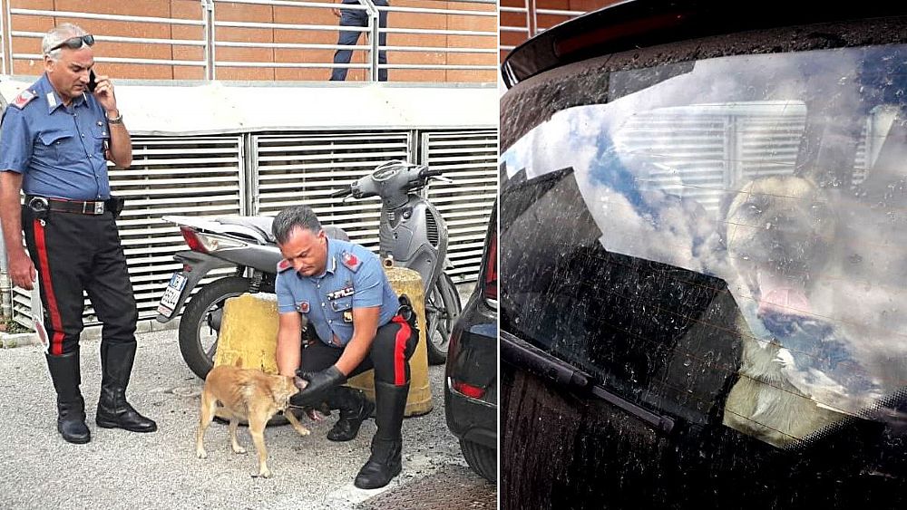 24072018 cane salvato da carabinieri