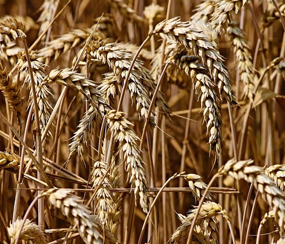 24072018 grano antico