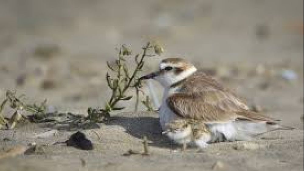 24072018 uccello corriere piccolo