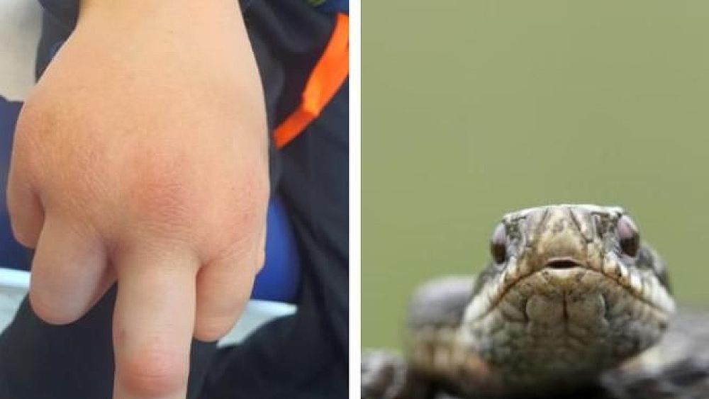 24072023 morso vipera 24072023 morso vipera