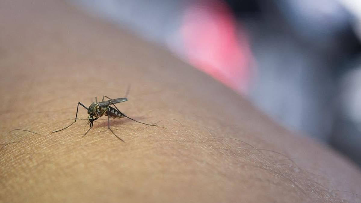 24072025 zanzara 24072025 zanzara