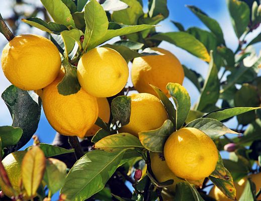 24082015 limoni della costiera