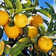 Cronaca foto - 24082015 limoni della costiera
