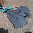 Cronaca foto - 24082015 pesce razza