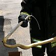 Cronaca foto - 24082018 serpente in auto
