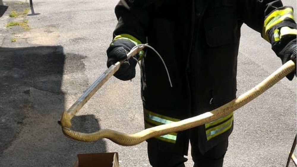 24082018 serpente in auto