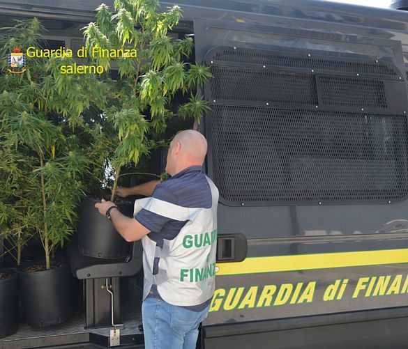 24092019 foto gdf marijuana