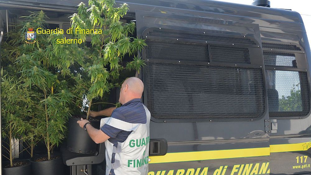 24092019 foto gdf marijuana