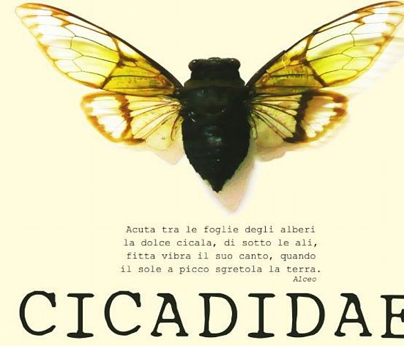 24092021 cicadidae