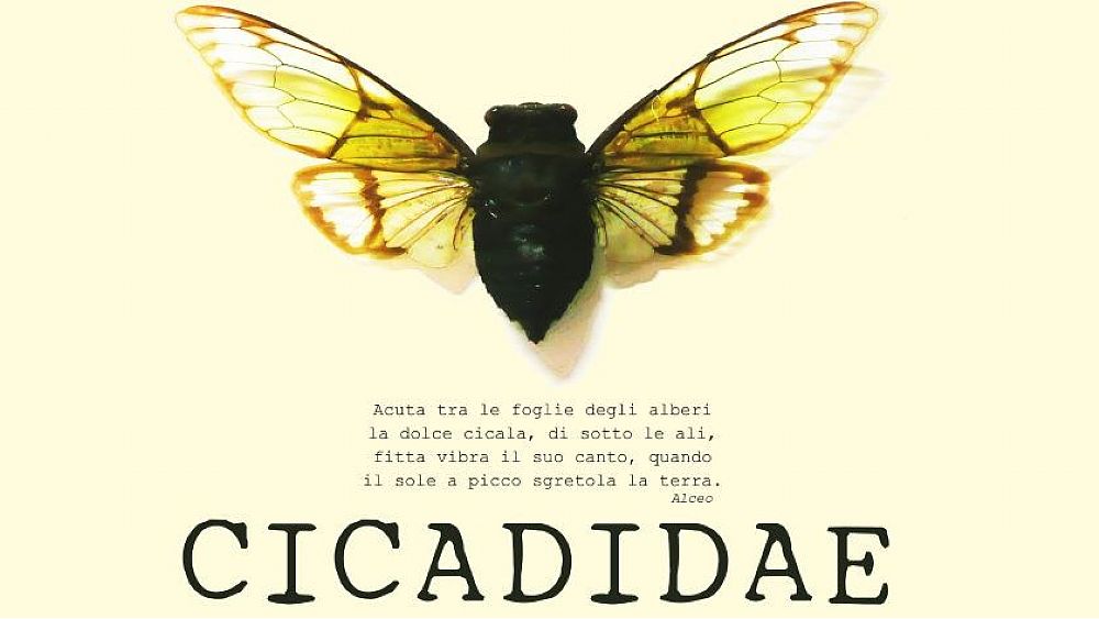 24092021 cicadidae