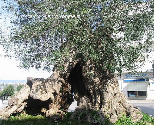24102013 albero ulivo 24102013 albero ulivo