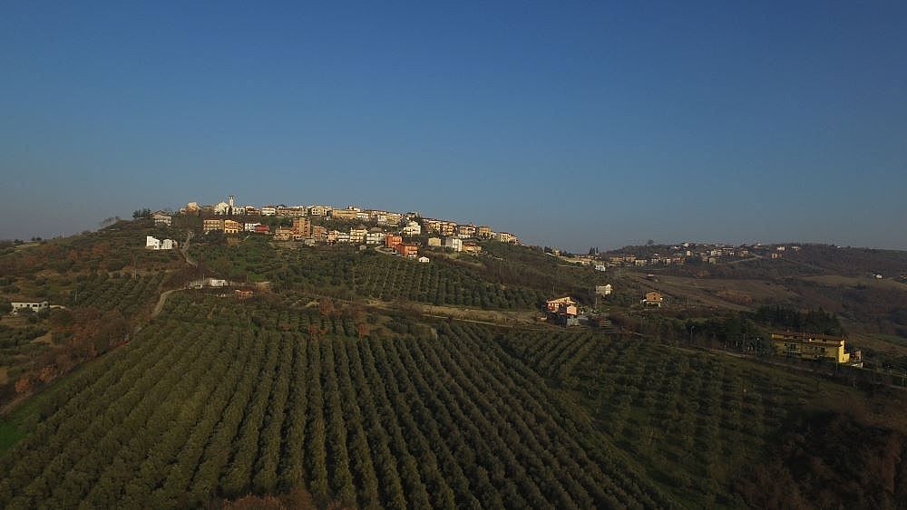 24102017 camminata ulivi