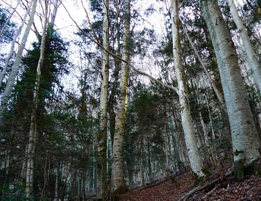 24112015 boscoAlburni