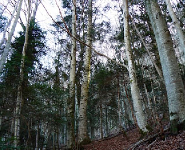 24112015 boscoAlburni