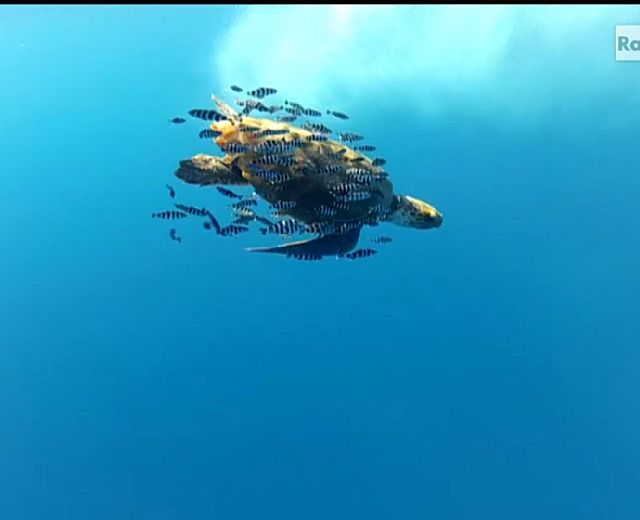 24112015 tartarughe cilento lineablu